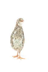 Isolated Japanese quail on white background.