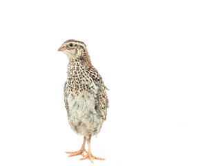 Fototapeta premium Isolated Japanese quail on white background.