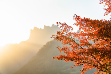 夕日に照らされる妙義山ともみじ
