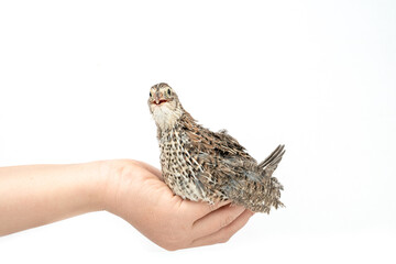 Isolated Japanese quail on white background.