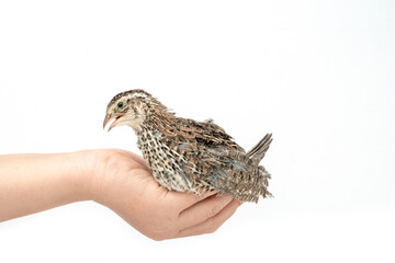 Isolated Japanese quail on white background.