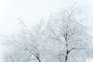 A tree in frost on a cold winter day