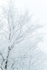 A tree in frost on a cold winter day