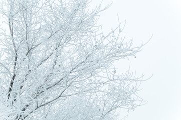 Fototapeta na wymiar A tree in frost on a cold winter day