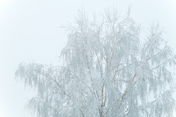A tree in frost on a cold winter day