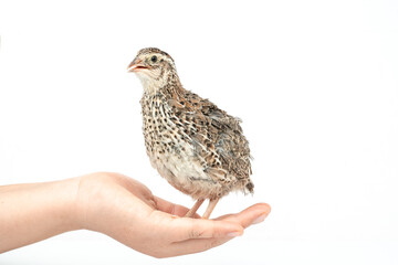 Isolated Japanese quail on white background.