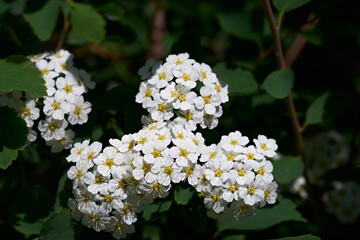 White lilac flowers. Blooming tree.
