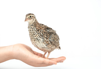 Isolated Japanese quail on white background.