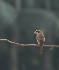 a brown shrike (lanius cristatus) perching on a branch, west bengal in india