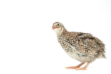Fototapeta na wymiar Isolated Japanese quail on white background.