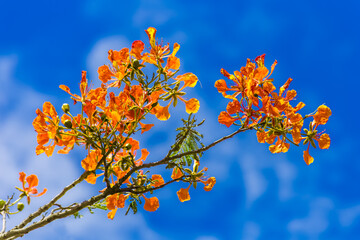 bouquet flamboyant orange sur fond de ciel