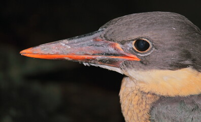 close up view of young stork billed kingfisher (pelargopsis capensis), sundarbans delta region of west bengal in india