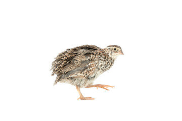 Isolated Japanese quail on white background.