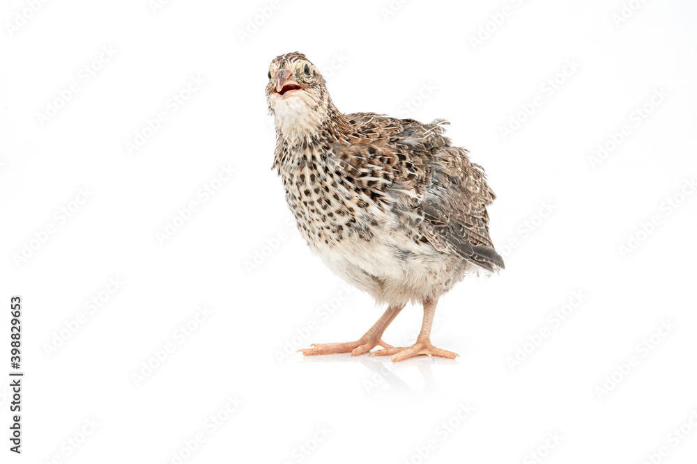 Wall mural Isolated Japanese quail on white background.