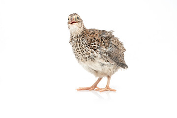 Isolated Japanese quail on white background.