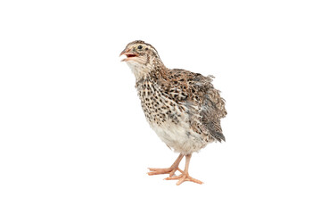 Isolated Japanese quail on white background.