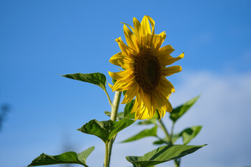 Yellow sunflower with green leaves against a blue sky.