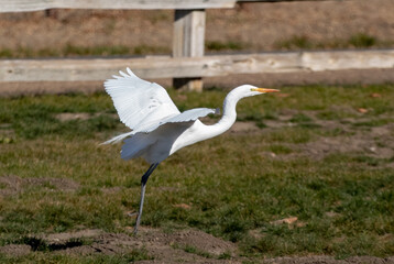 Egret landing