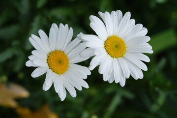 White daisies on a bright sunny day against a background of green grass.