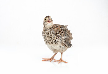 Isolated Japanese quail on white background.