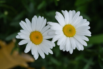White daisies on a bright sunny day against a background of green grass.