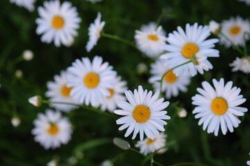 White daisies on a bright sunny day against a background of green grass.
