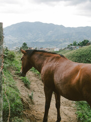 un caballo en su potrero
