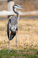 A Great Blue Heron in a Park posing
