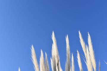 青空の下のパンパスグラス