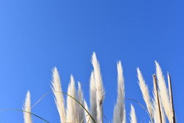 青空の下のパンパスグラス