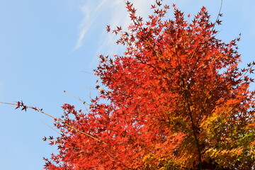 赤くなったモミジと青空