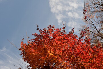 赤くなったモミジと青空