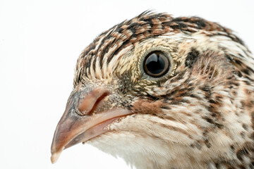 Isolated Japanese quail on white background.