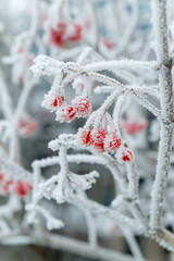 Winter nature. Viburnum berries covered with frost