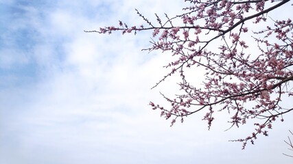 cherry blossom and sky