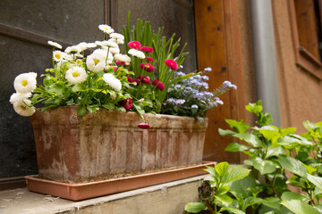 Fototapeta na wymiar Rectangular Clay Window Planter with Small White, Red, and Purple Flowers