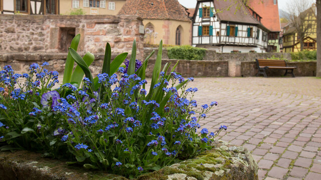 Forget-me-Not flowers in a village in Alsace France
