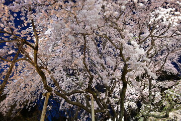 六義園のライトアップされた枝垂桜が風に揺れる