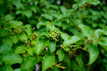 Blätter und unreife grüne Beeren der giftigen Gartenpflanze Hartriegel (Lat.: Cornus) im Sommer...
