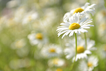 Obraz na płótnie Canvas 庭に咲いた小さい白い花