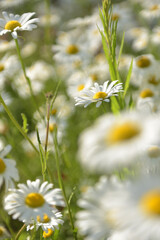 庭に咲いた小さい白い花