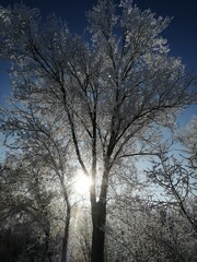 silhouette of a tree