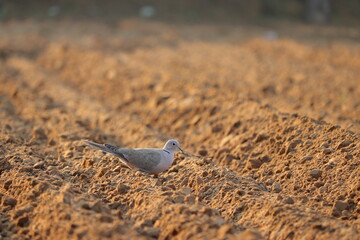 A dove walking in the field