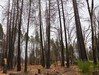 Burned Evergreen Trees in Paradise California	