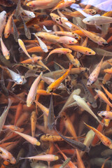 fish cultivation in the pond