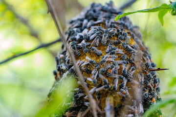 close up of a nest of mushrooms