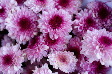 pink chrysanthemum flowers