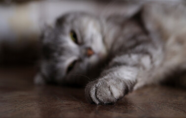sleeping cat with outstretched paw in the foreground