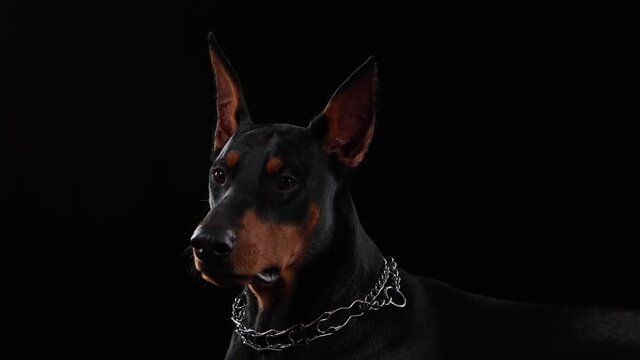 Close up of the muzzle of a Doberman Pinscher dog, with protruding triangular ears. The pet in the studio on a black background and looks ahead.