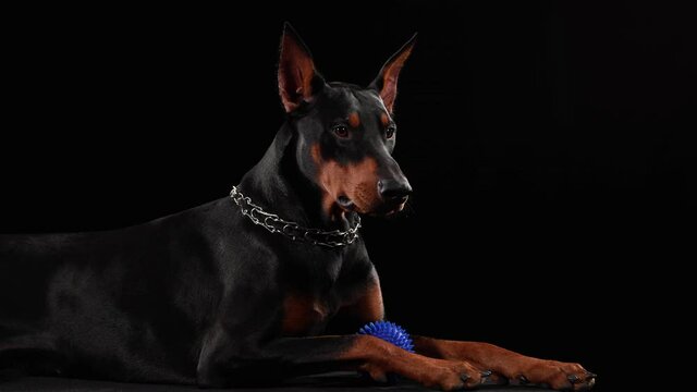 Doberman pinscher lies in the studio on a black background. The dog has a blue toy ball between its paws, which it grabs with its teeth. Close up.